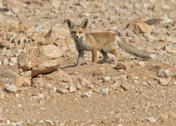 שועל מצוי   Red fox Vulpes vulpes                                                                הערבה,אפריל 2007.